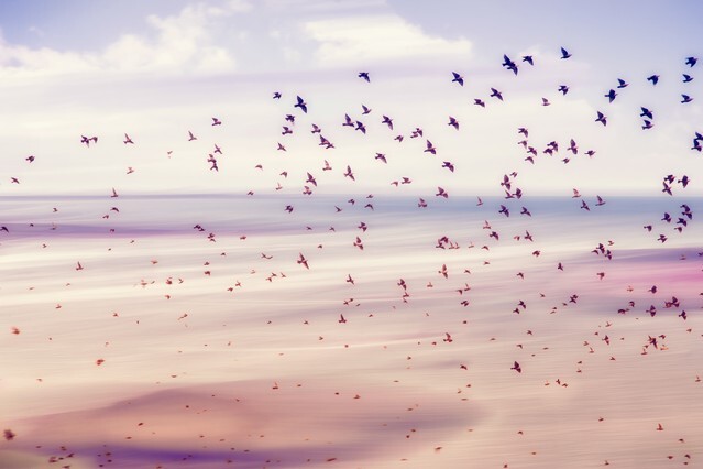freedom birds concept
